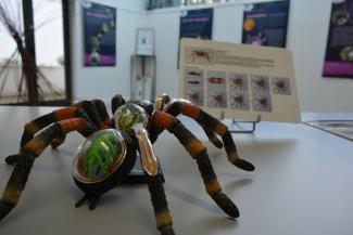araignée ludique expo