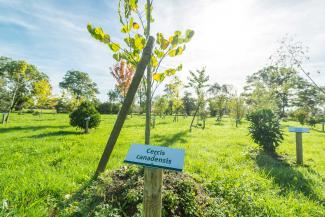 arboretum Le Bignon