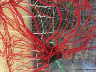 coquelicot
