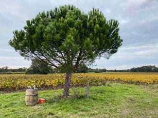 Vignoble Nantes sud Loire Grand Lieu Muscadet vin 