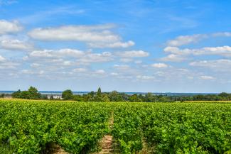 Circuit randonnée balade nature vignoble lac de grand lieu nantes loire-atlantique saint philbert de grand lieu