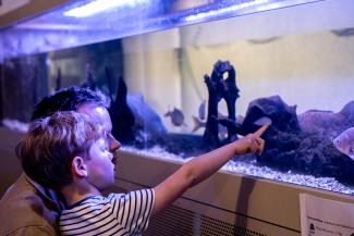 Aquariums MDP