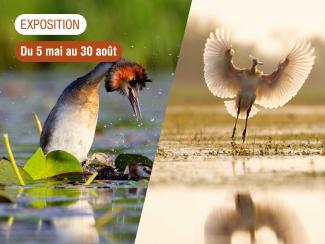 Image de présentation de l'exposition