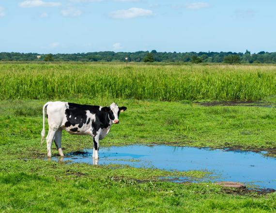 Marais et vache