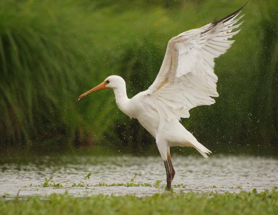 Oiseau Grand aigrette blanche sur le lac de Grand Lieu