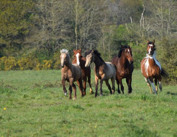 équitation à Saint Philbert de Grand Lieu