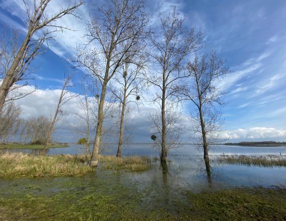 lac de grand lieu marais saint lumine de coutais balade nature hiver été oiseaux ornithologie