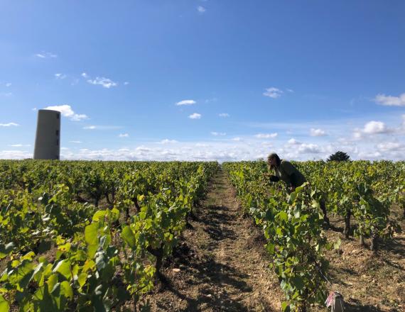 La tour dans les vignes