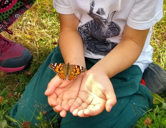 papillon nature