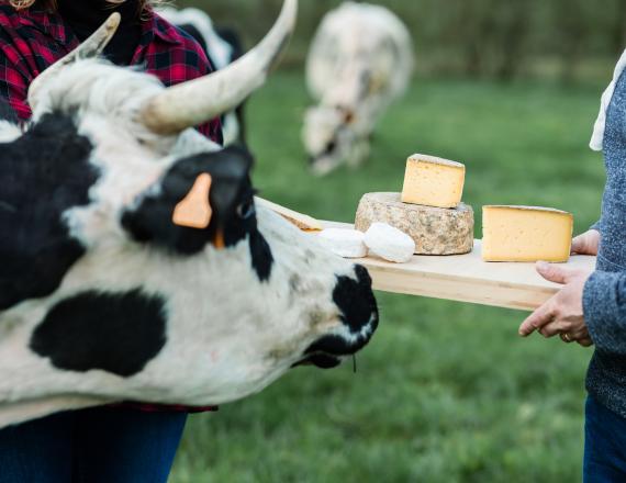 vache fromage saint lumine 