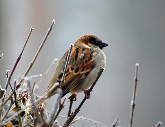 Oiseau en hiver grand lieu