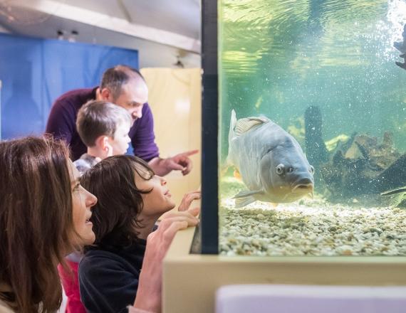 Maison des pecheurs : aquarium poisson eau douce