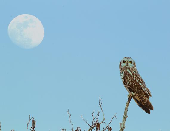 Hibou Marais Breton