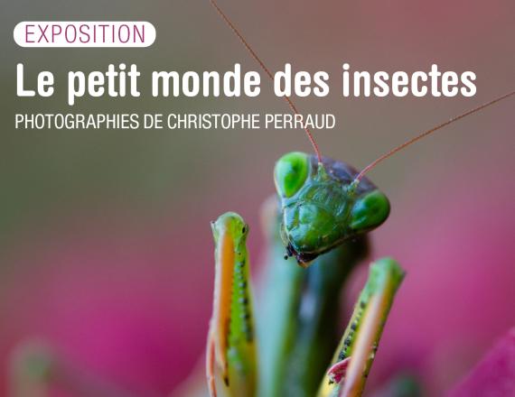 Vignette le petit monde des insectes