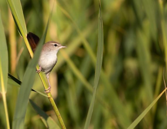Petit oiseau dans des feuillages