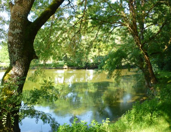 Plan d'eau avec des arbres