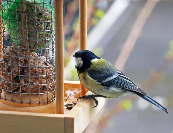 Mésange qui est sur un mangeoire avec des graines