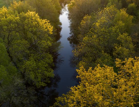 Rivière au milieu des arbres 