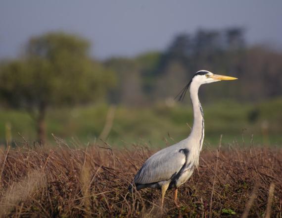 Oiseau blanc/gris avec un long bec