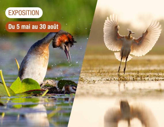 Image de présentation de l'exposition