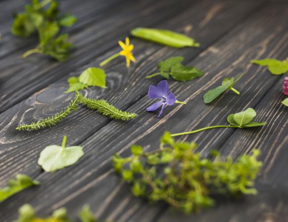 Plantes comestibles