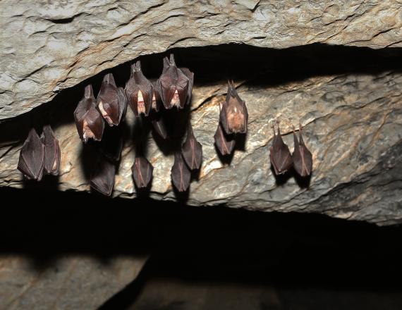 Adobe stock - chauve-souris